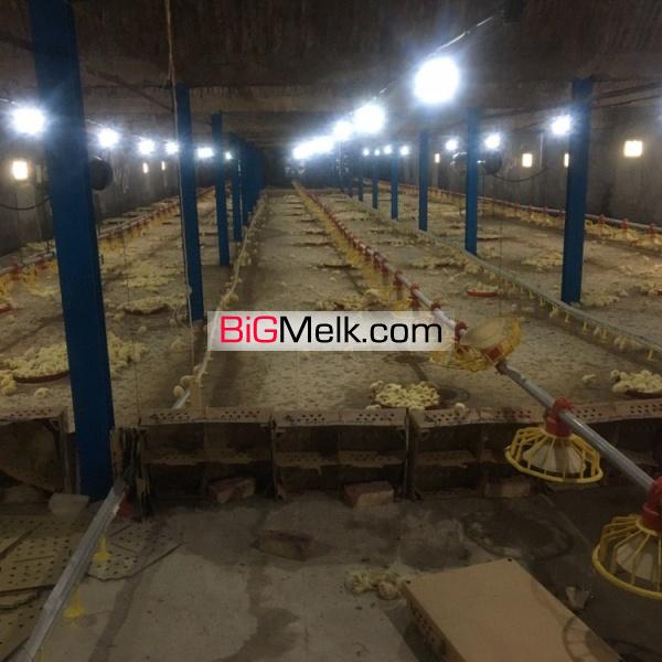 فروش مرغداری گوشتی ۴۰ هزار قطعه