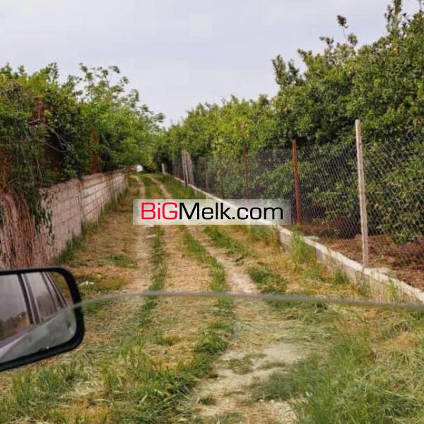 فروش باغ تامسون کنار رود تجن