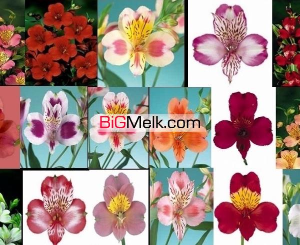 فروش مجتمع گلخانه ای 5 هکتاری تولید گل انحصاری