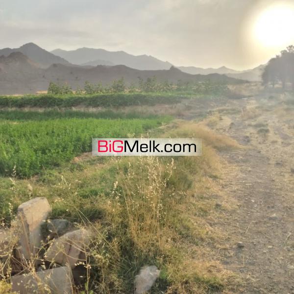 مزرعه مرغوب نیاسر