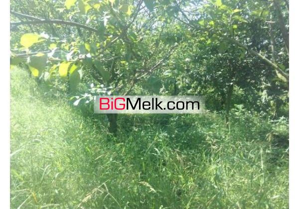 باغ مرکبات بهرجاده 4000 مترنزدیک شهرک | مازندران، آمل