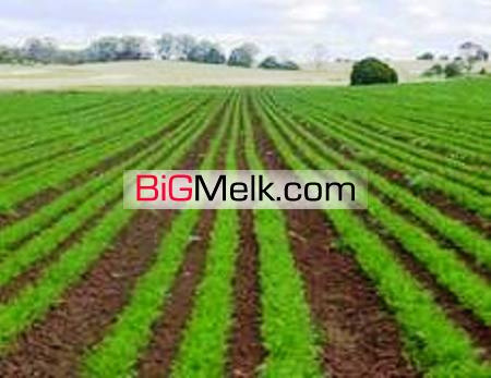 فروش یک هکتار زمین کشاورزی سند دار در دشت قزوین