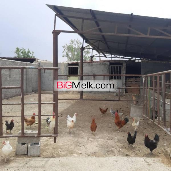 فروش دامداری.اسطبل.باغ ویلا