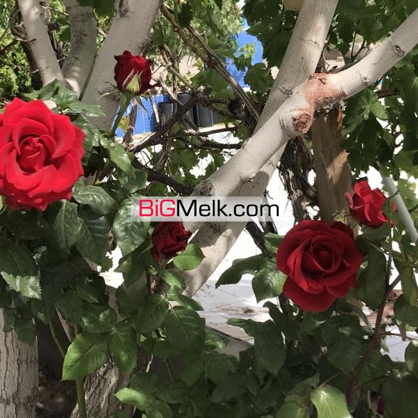 فروش باغ پسته و انواع میوه جات و کارخانه فرآوری خشکبار