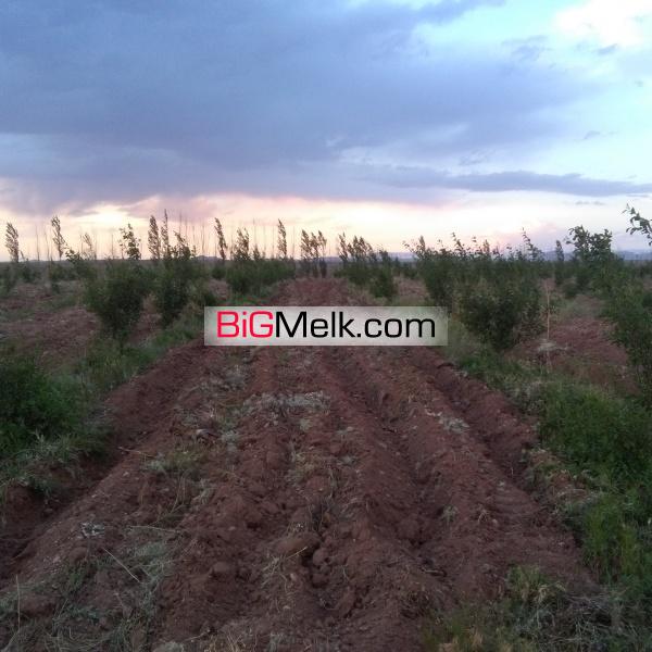 زمین کشاورزی به وسعت 30 هکتار