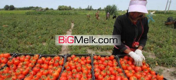 زمین باغ کشاورزی سالن گاوداری جهت کشت وصنعت