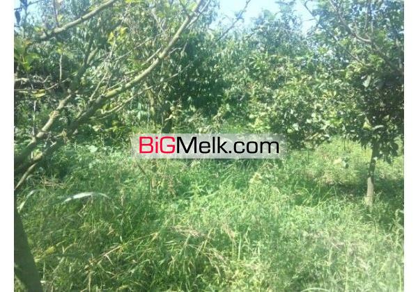 باغ مرکبات بهرجاده 4000 مترنزدیک شهرک | مازندران، آمل