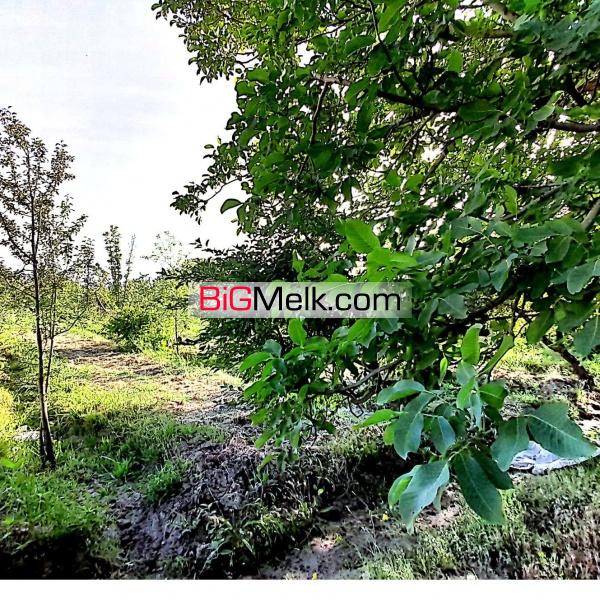 باغ میوه مناسب سرمایه گذاری