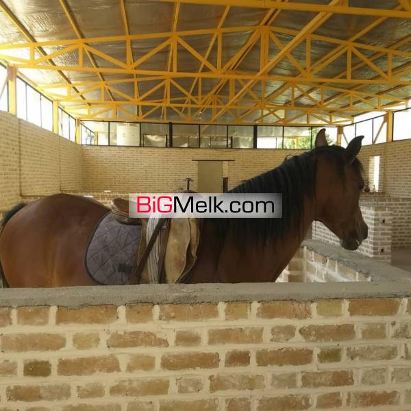 فروش پرورش اسب 20 راسی