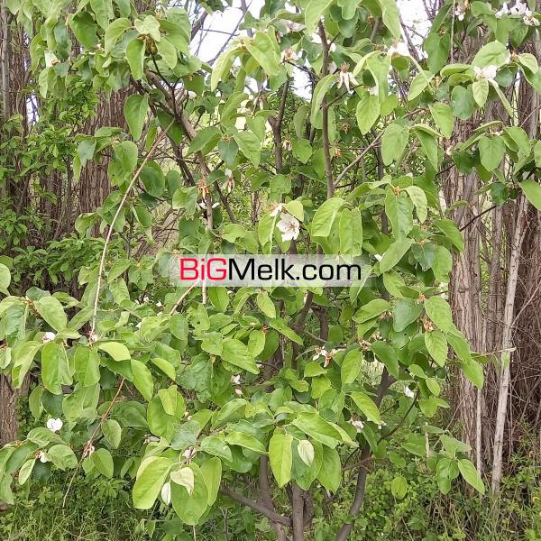 فروش ویژه باغ تجاری-توریستی