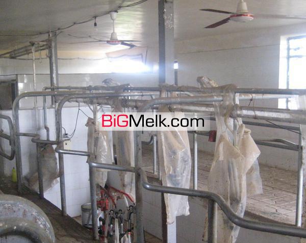 فروش گاوداری صنعتی در هشتگرد کرج