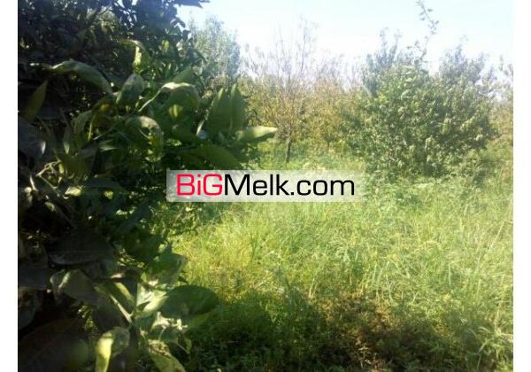 باغ مرکبات بهرجاده 4000 مترنزدیک شهرک | مازندران، آمل