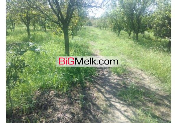 باغ مرکبات بهرجاده 4000 مترنزدیک شهرک | مازندران، آمل