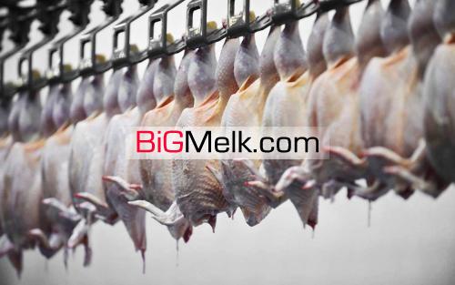 فروش و اجاره کشتارگاه طیور یا کشتار دربستی