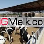 فروش دامداری بازمین کشاورزی