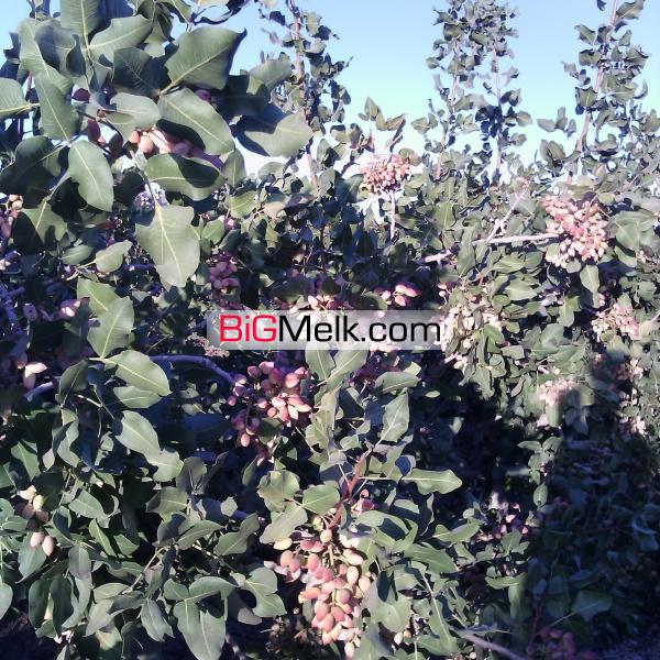 فروش باغ پسته و انواع میوه جات و کارخانه فرآوری خشکبار