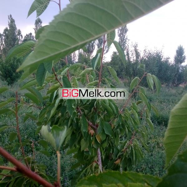 فروش باع | باغی جهت معاوضه باحیاط یازمین مسکونی