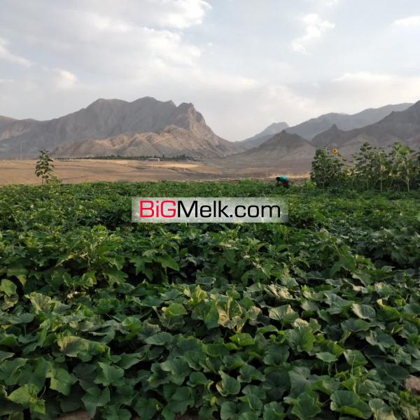 مزرعه مرغوب نیاسر