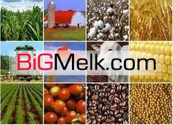 فروش یک مجتمع عظیم 3250 هکتاری کشت و صنعت