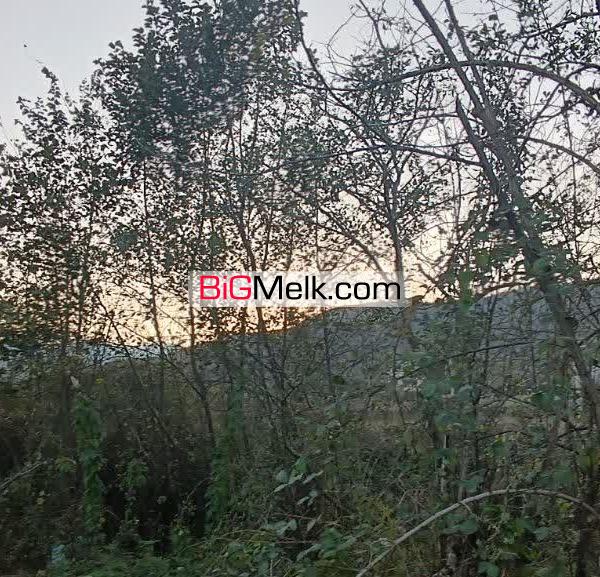فروش ۲۹۰ متر زمین در شاندرمن زیبا (کارگزاری نسل نو)