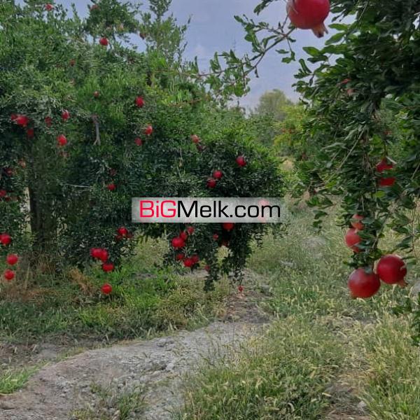 باغ زمین واقع در مهارلو