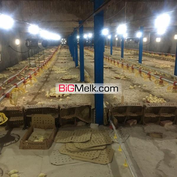 فروش مرغداری گوشتی ۴۰ هزار قطعه
