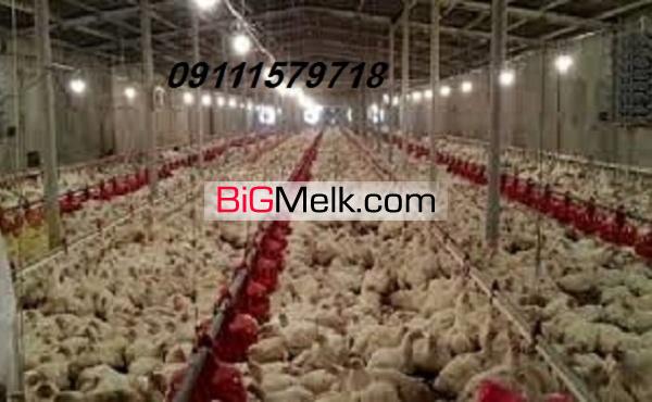 فروش زمین 200 هکتار کشت و صنعت
