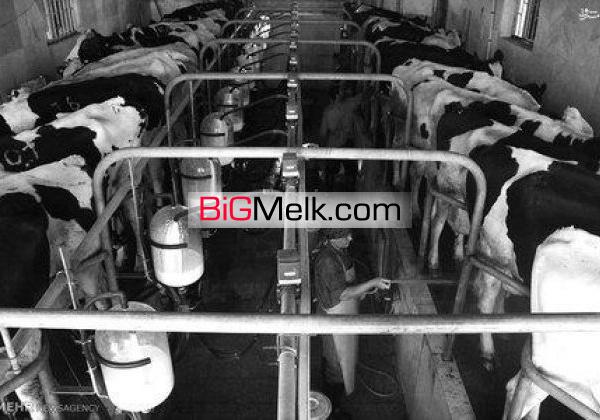 35000 متر گاوداری صنعتی شیری عجب شیر فروش فوری
