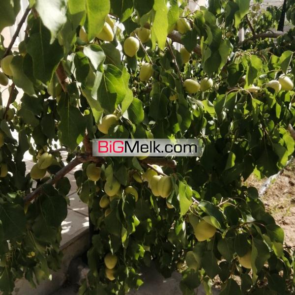 باغ ویلای 1500 متری سر سبز واقع در امند
