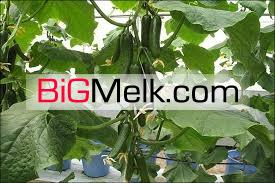 فروش گلخانه خیار درختی ورامین