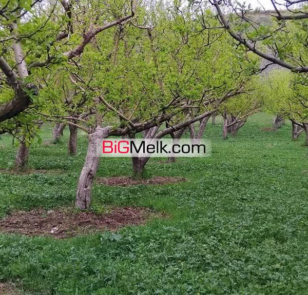باغ انواع سیب زرد سیب قرمز و گردو