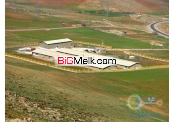 فروش مرغداری ۴۰۰۰۰ قطعه ای سنندج چکاوک
