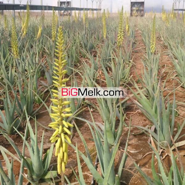 فروش گلخانه آلوئه ورا  در محمودآباد شهرستان ملارد