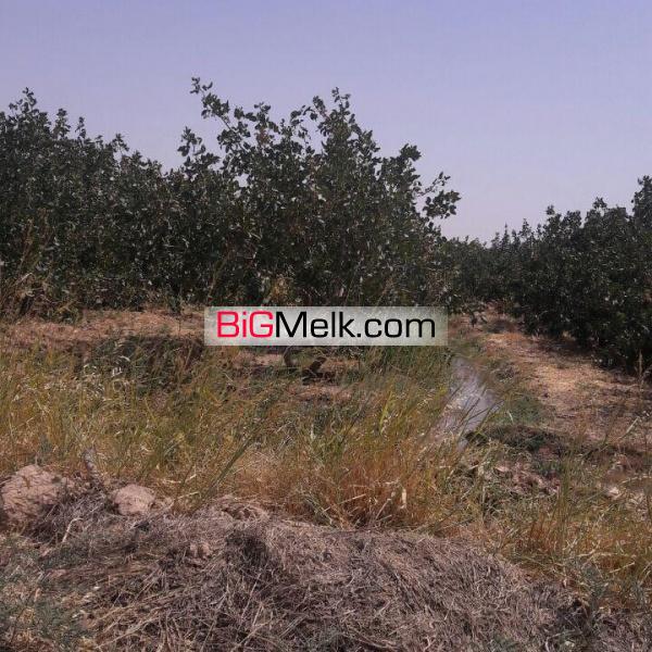 زمین کشاورزی با پسته کاری و گاوداری شیری فعال