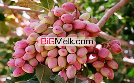 فروش 130 هکتار زمین کشاورزی قزوین
