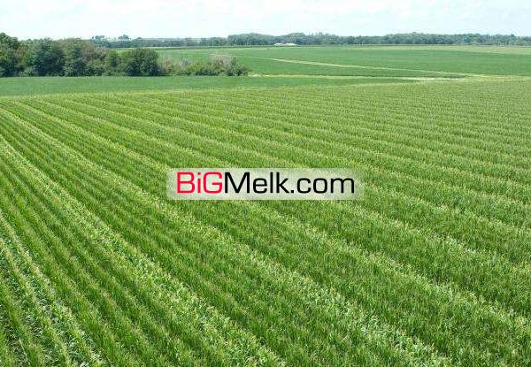 فروش25هکتار زمین کشاورزی ودامداری ورامین