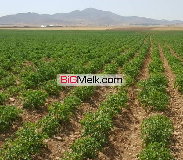 مجتمع کشاورزی و دامپروری
