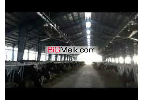 35000 متر گاوداری صنعتی شیری عجب شیر فروش فوری