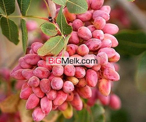باغ پسته باسندتک برگ