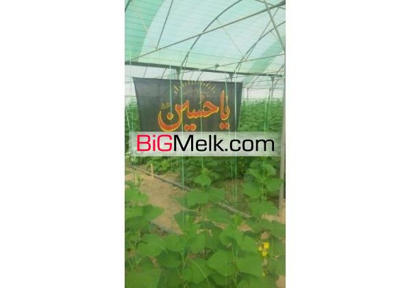 گلخانه خیار درختی | تهران، پاکدشت