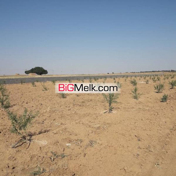 باغ یک هکتاری با درختان مثمر در مامونیه ساوه