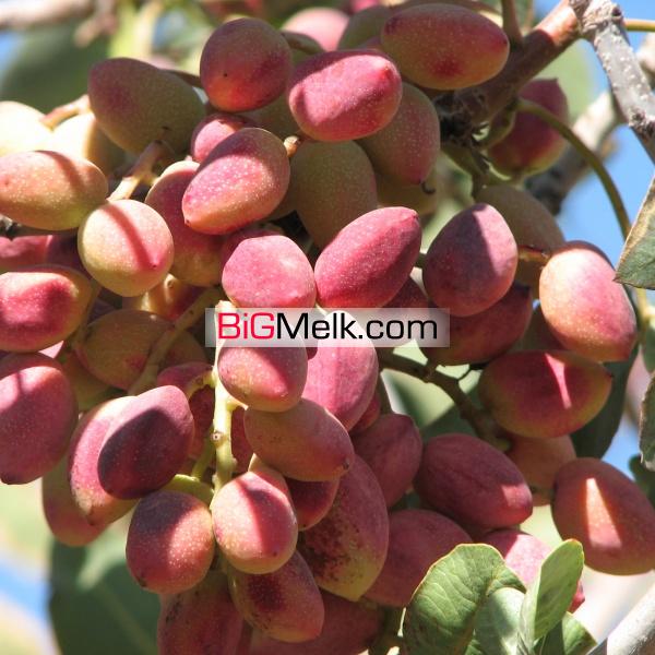 فروش زمین پسته در مهریز یزد