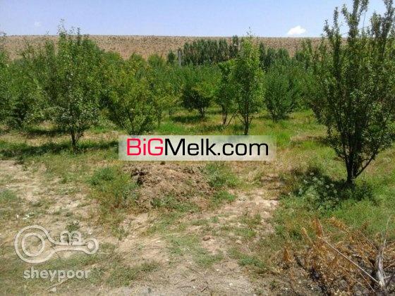 1000 متر باغ میوه کلفور فیروزکوه | فیروزکوه، کلفور