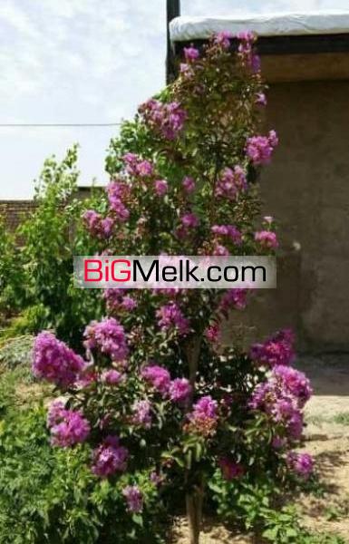 فروش گاوداری