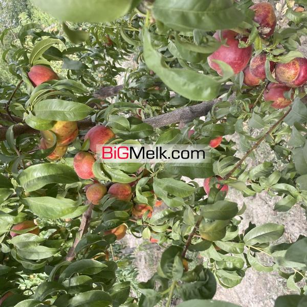 باغ میوه ۴۰۰۰ متری