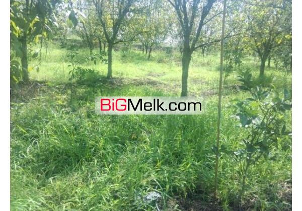 باغ مرکبات بهرجاده 4000 مترنزدیک شهرک | مازندران، آمل