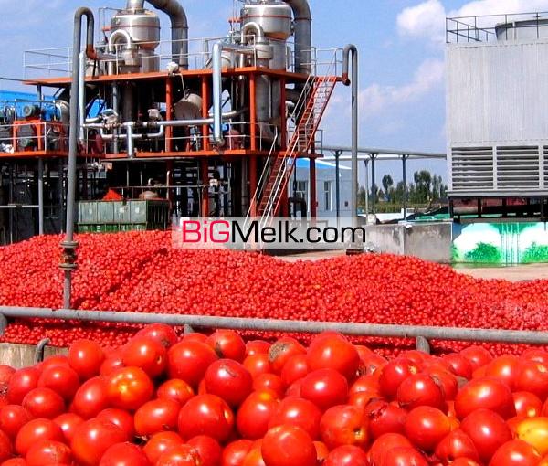 2هکتار کارخانه انواع رب گوجه ظرفیت روزانه500تن گوجه فروشی