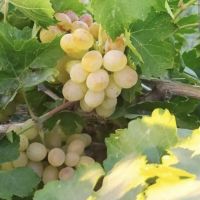 باغ انگور مساحت ۷۰۰۰ متر قطره ای