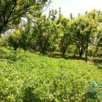 فروش باغ میوه چاه کشاورزی گاوداری صنعتی