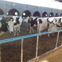 فروش گاوداری شیری  400 راسی در قم